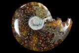 Polished, Agatized Ammonite (Cleoniceras) - Madagascar #97229-1